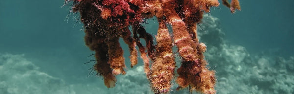 The Science Behind Red Algae