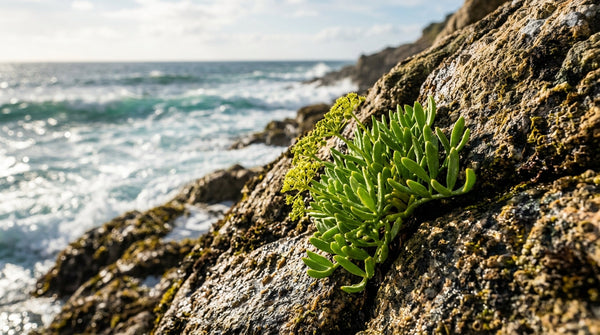 Beyond Retinol: The Marine Bio-Alternatives That Mimic Vitamin A Without the Purge