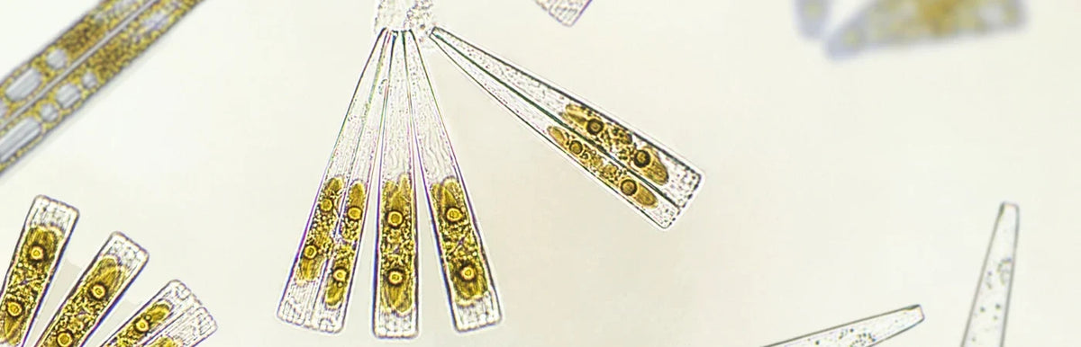Microalgae Extract: A Gentle Pigmentation Solution