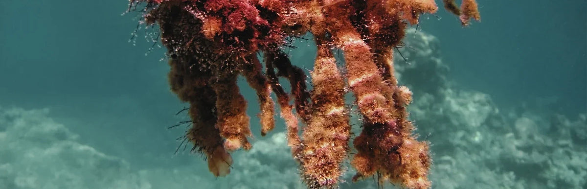 The Science Behind Red Algae