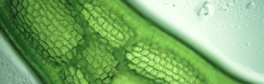 What’s Special About Microalgae In Skincare
