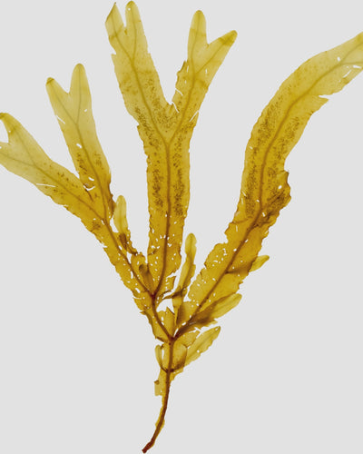 MICROALGAE EXTRACT