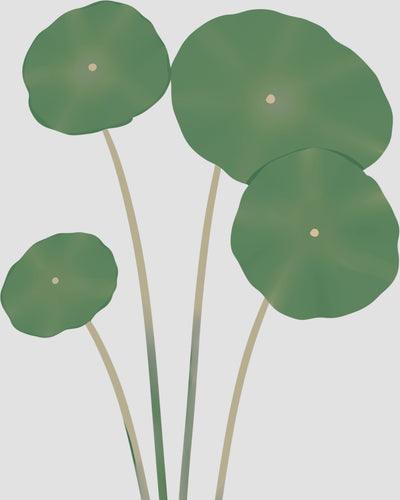 CENTELLA ASIATICA